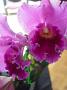 orchids-june10 005